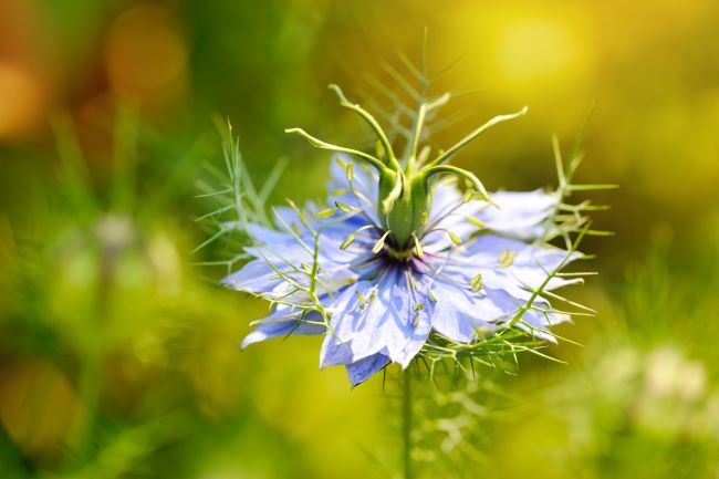 Rostlina Nigella sativa, černý kmín, černucha setá, fialový květ